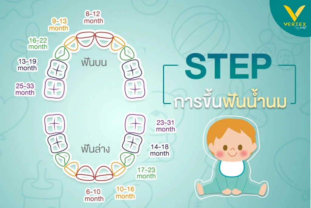ลำดับการขึ้นฟันน้ำนม