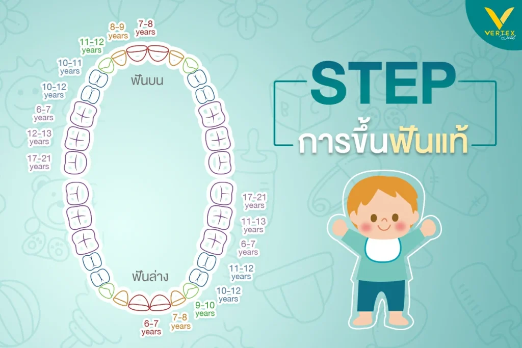 ลำดับการขึ้นฟันแท้