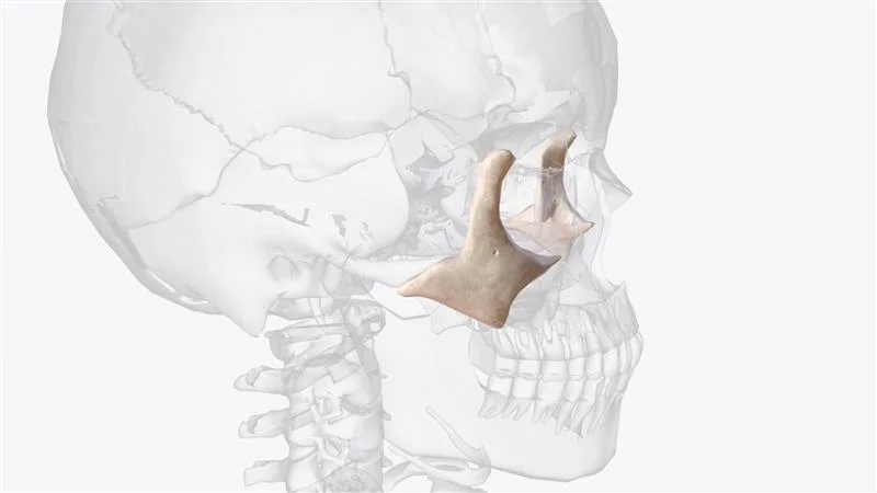 zygomatic-bone-zygoma-is-paired-irregular-bone-that-defines-anterior-lateral-portions-face