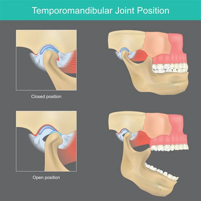 temporomandibular_joint_position